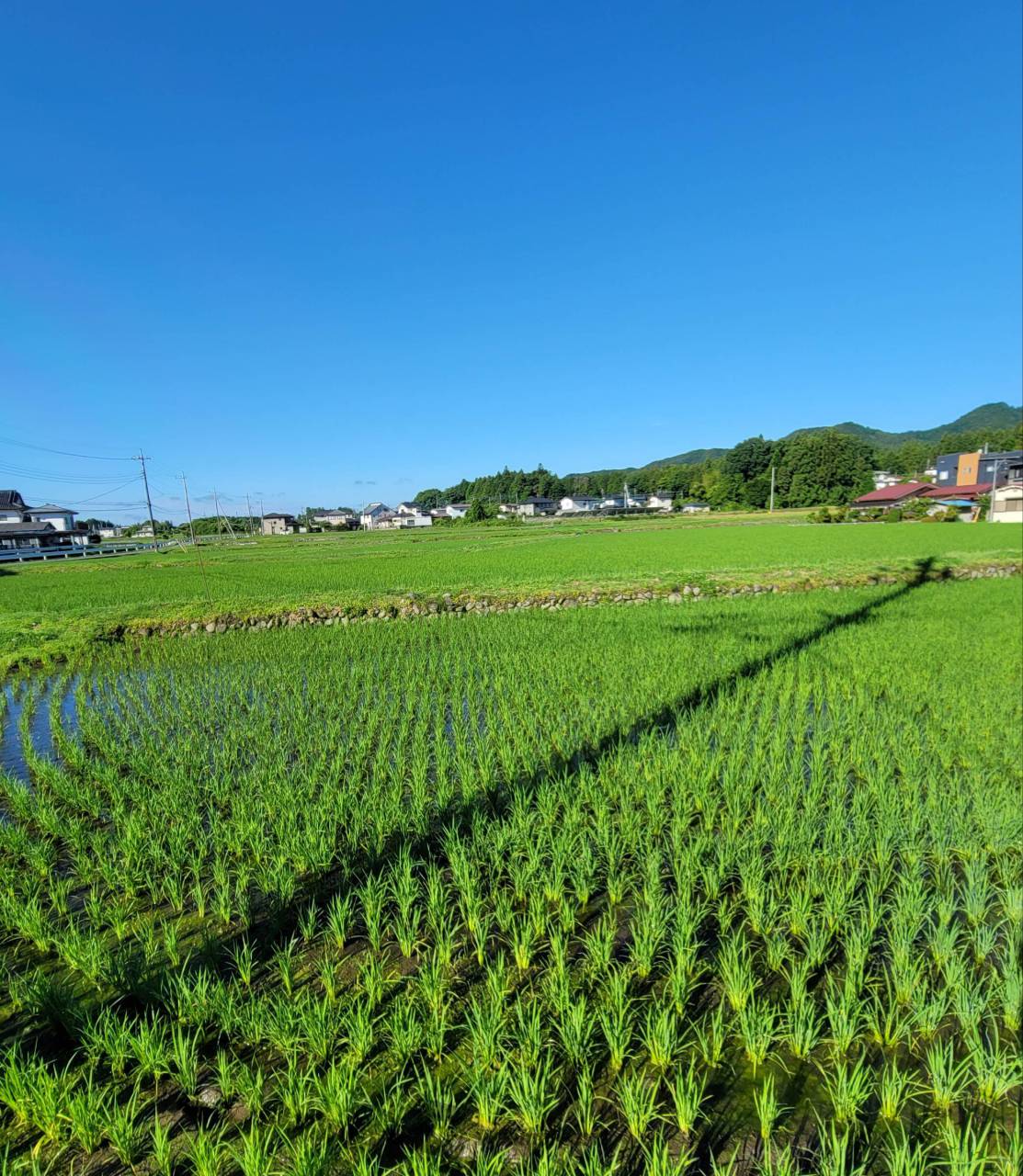 田植え始まってる？ 注目の空の写真 ウェザーニュース
