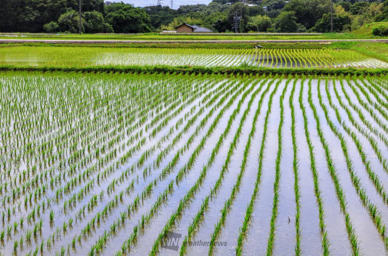 田植え始まってる？ 注目の空の写真 ウェザーニュース