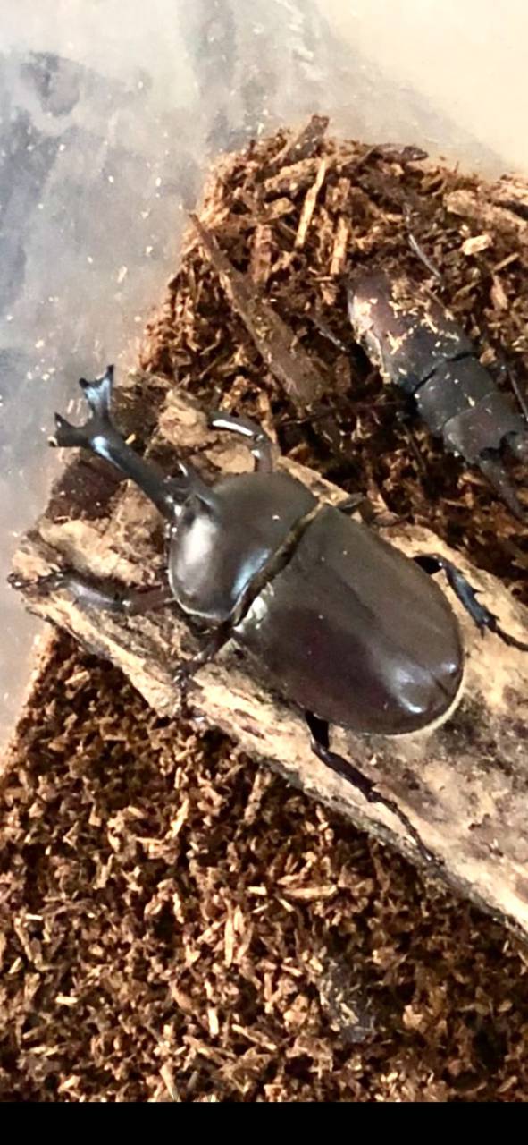 皆さん、こんにちは。 カブトムシ、娘から | 北海道北見市 | ヒデ