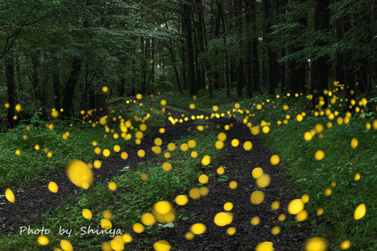 ほたる絶景写真館(2024) 注目の空の写真 ウェザーニュース