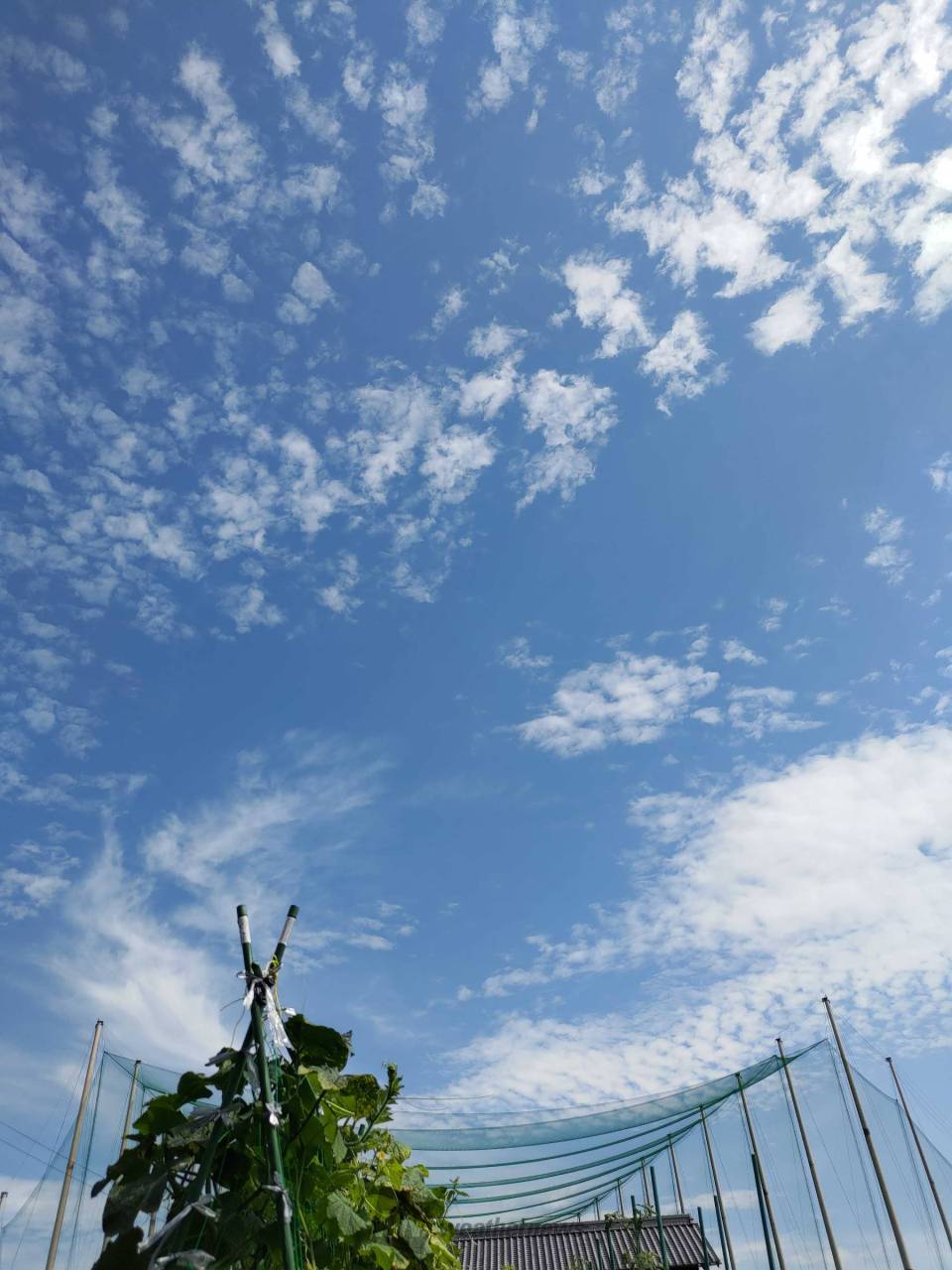 夏を感じる綺麗な青空 注目の空の写真 ウェザーニュース