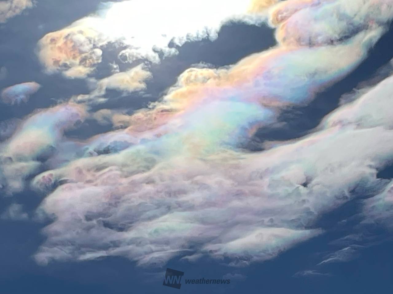 リコリス超レア品種「彩　雲」 リコリス超レア品種「彩 雲」 リコリス超レア品種「彩 雲」 リコリス超