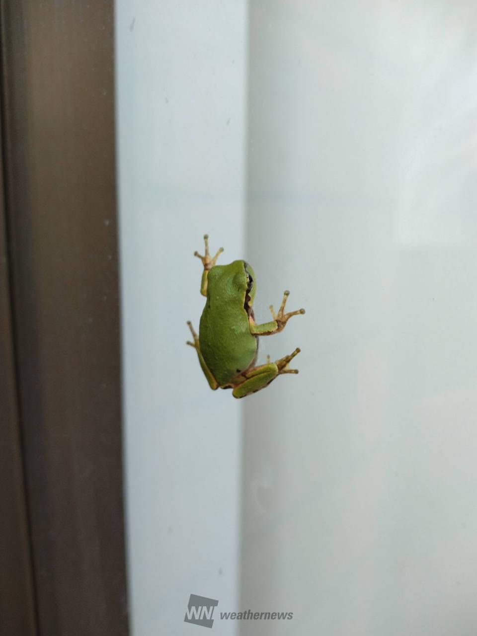 コンビニのガラスにくっついていたカエルさ | 群馬県利根郡みなかみ町
