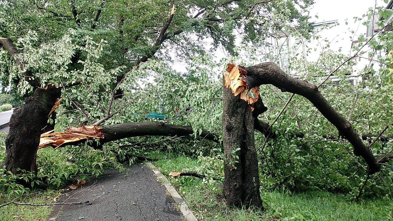 埼玉県で倒木など風の被害 注目の空の写真 ウェザーニュース