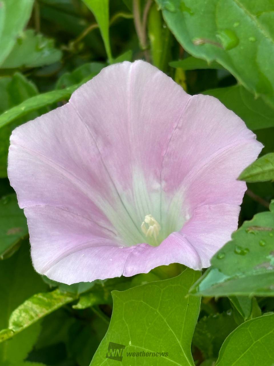 夏に映える朝顔 注目の空の写真 ウェザーニュース