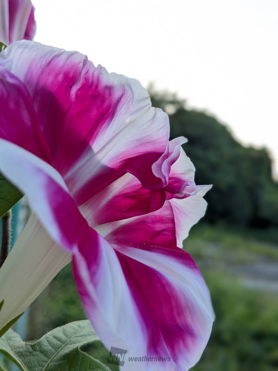 夏に映える朝顔 注目の空の写真 ウェザーニュース