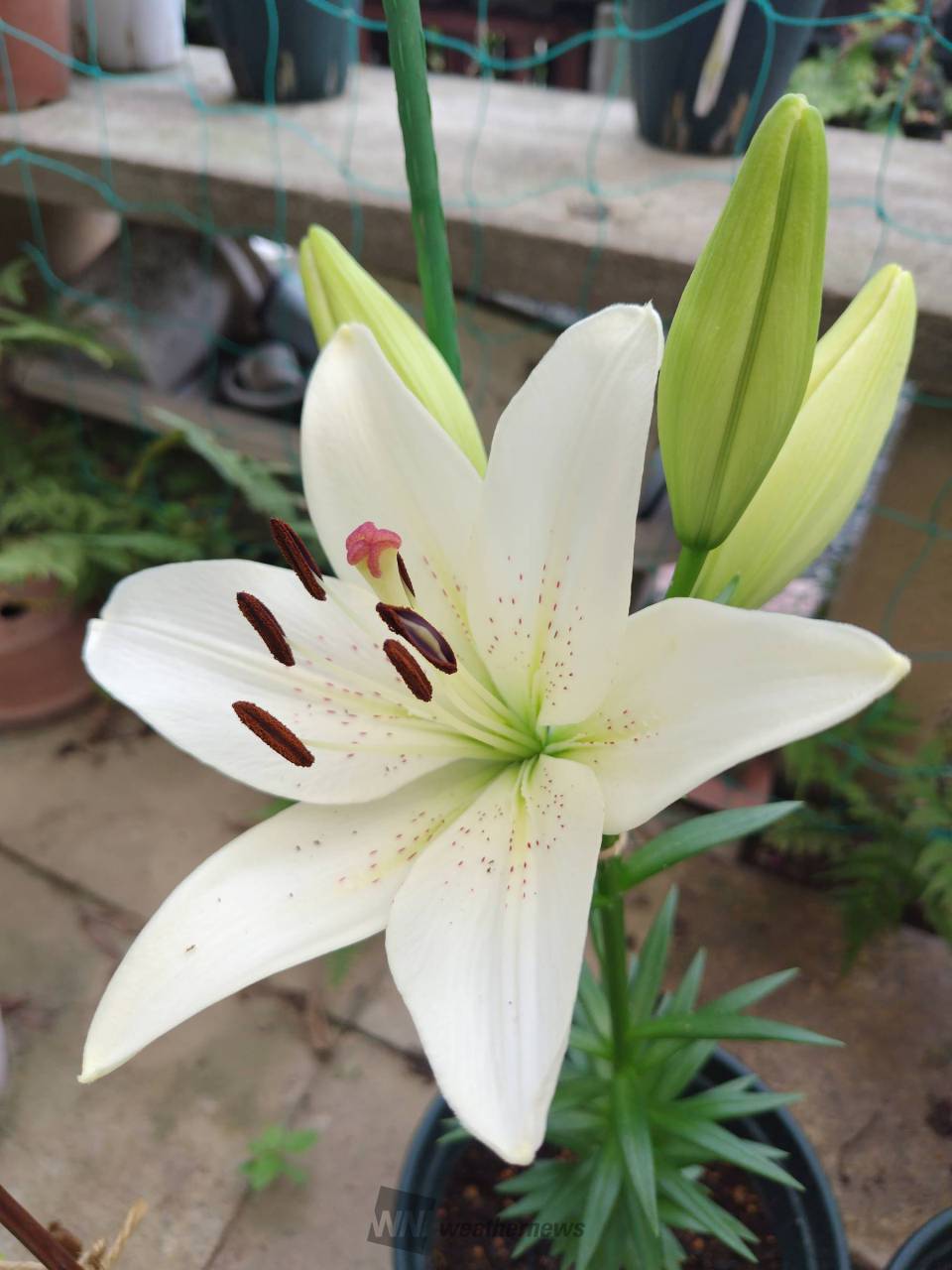 庭の鉢植えカサブランカ 7/16に植えた | 栃木県栃木市 | ウォーキングJ