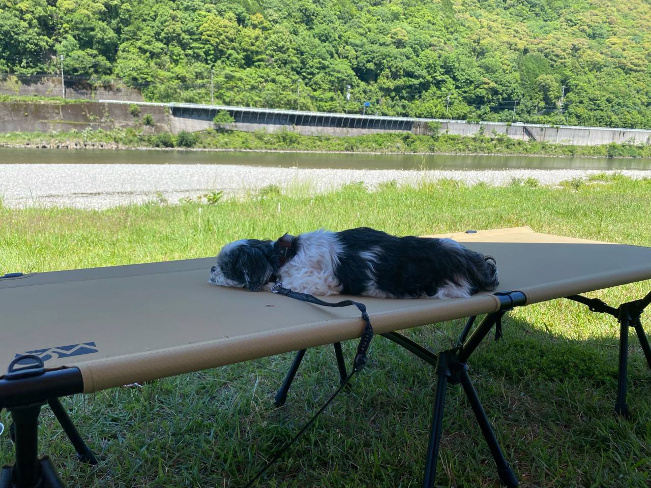 毎月11日は犬の日🐶 注目の空の写真 ウェザーニュース