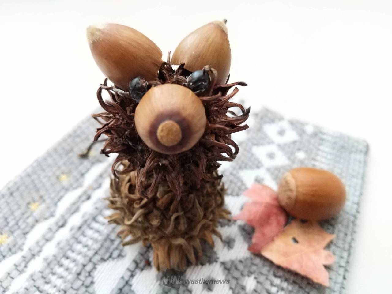 どんぐりアート 注目の空の写真 ウェザーニュース