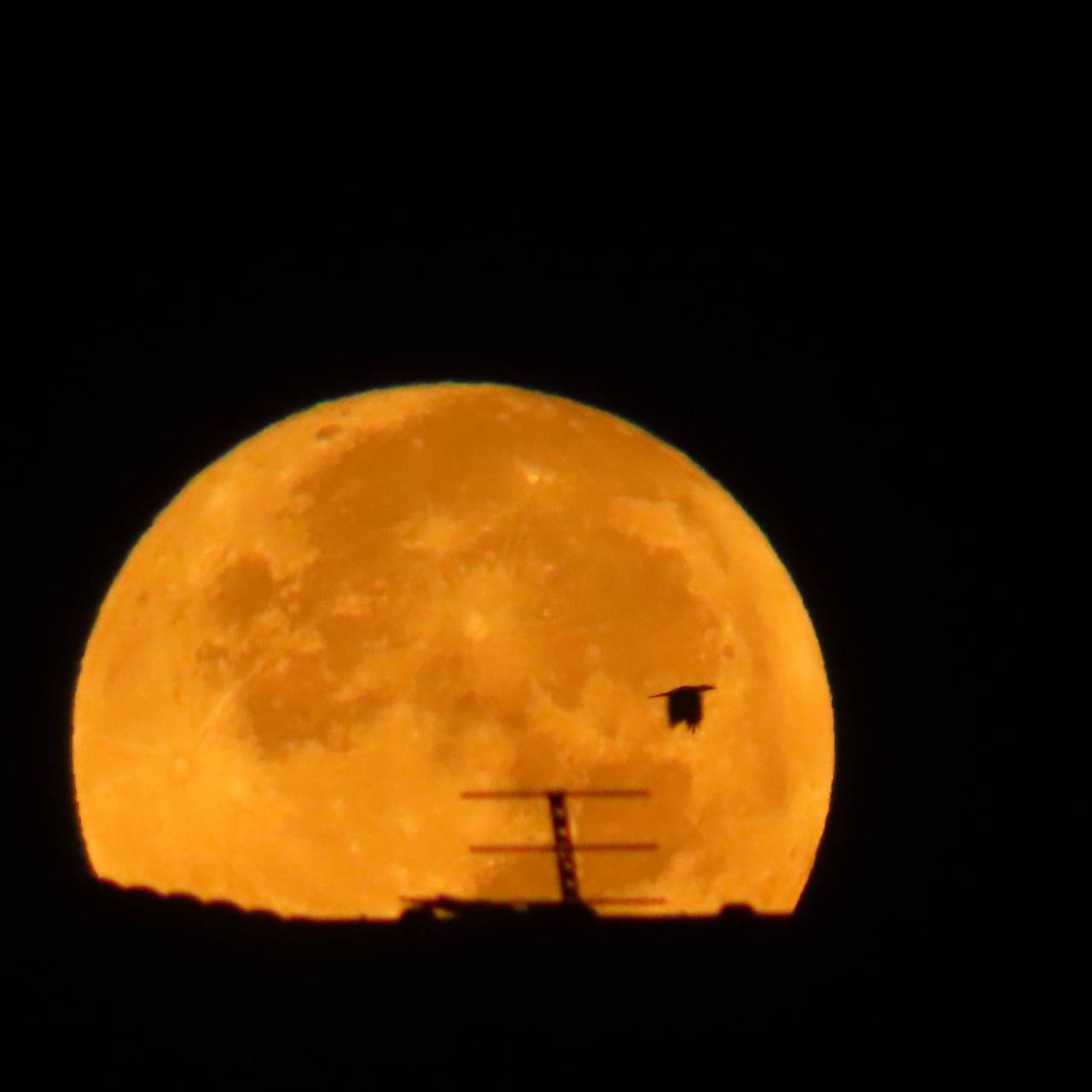 十五夜・中秋の名月 注目の空の写真 ウェザーニュース