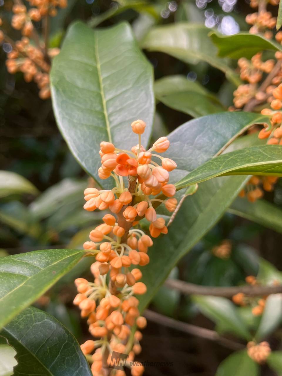 キンモクセイ見つけた 注目の空の写真 ウェザーニュース