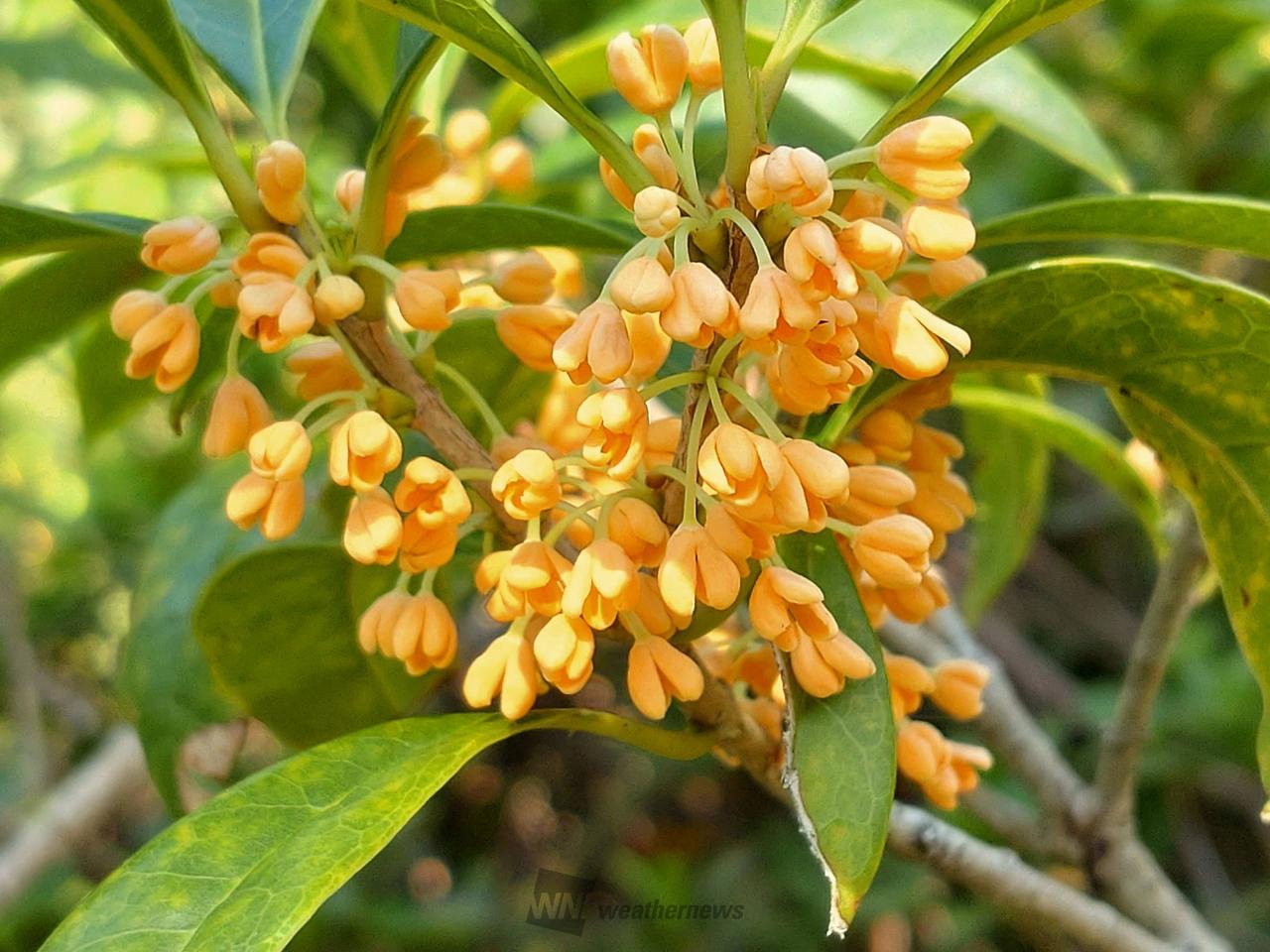 キンモクセイ見つけた 注目の空の写真 ウェザーニュース