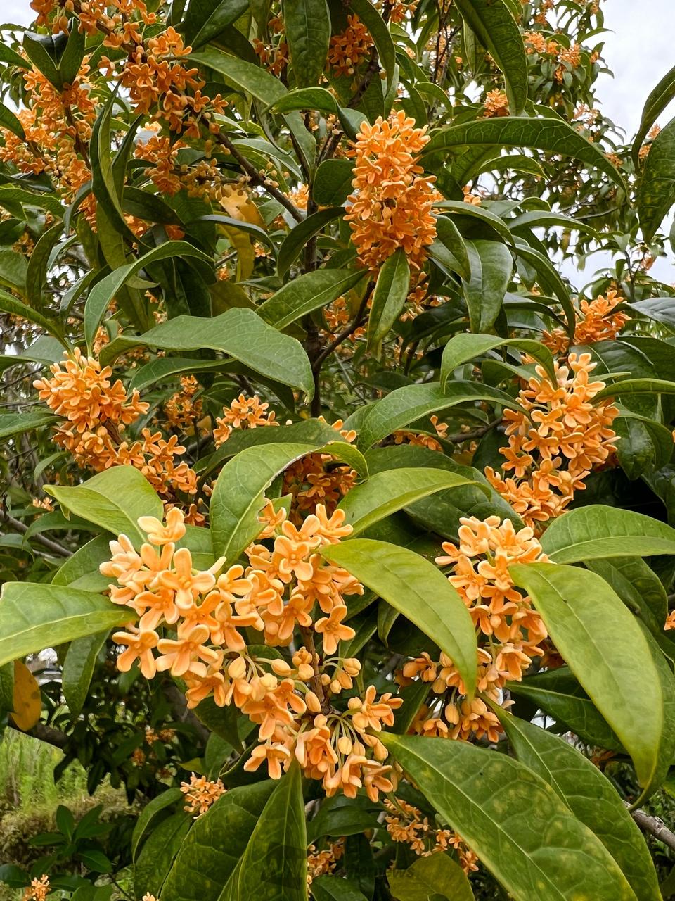 秋の香り「金木犀」 注目の空の写真 ウェザーニュース