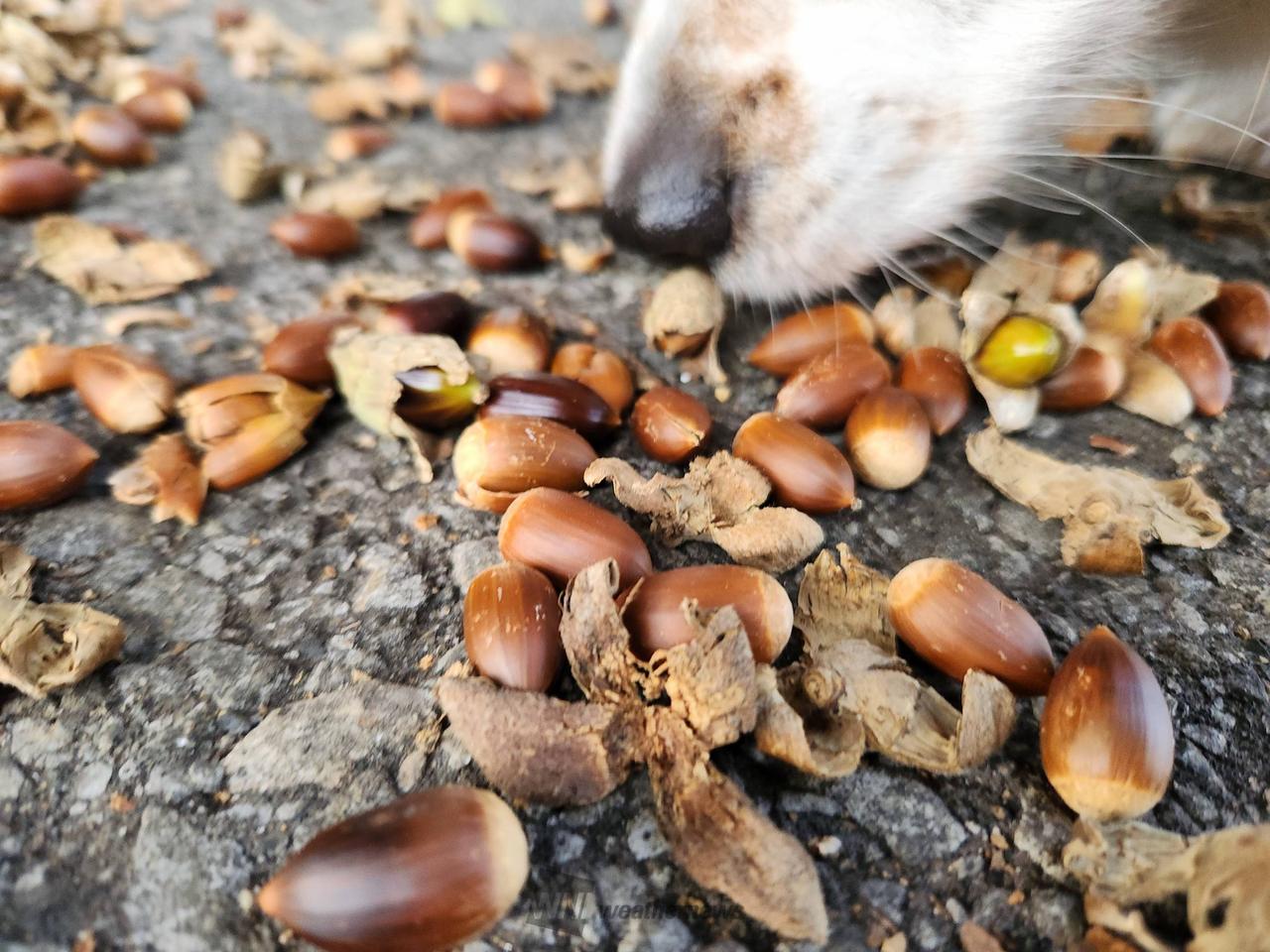 どんぐり発見！ 注目の空の写真 ウェザーニュース