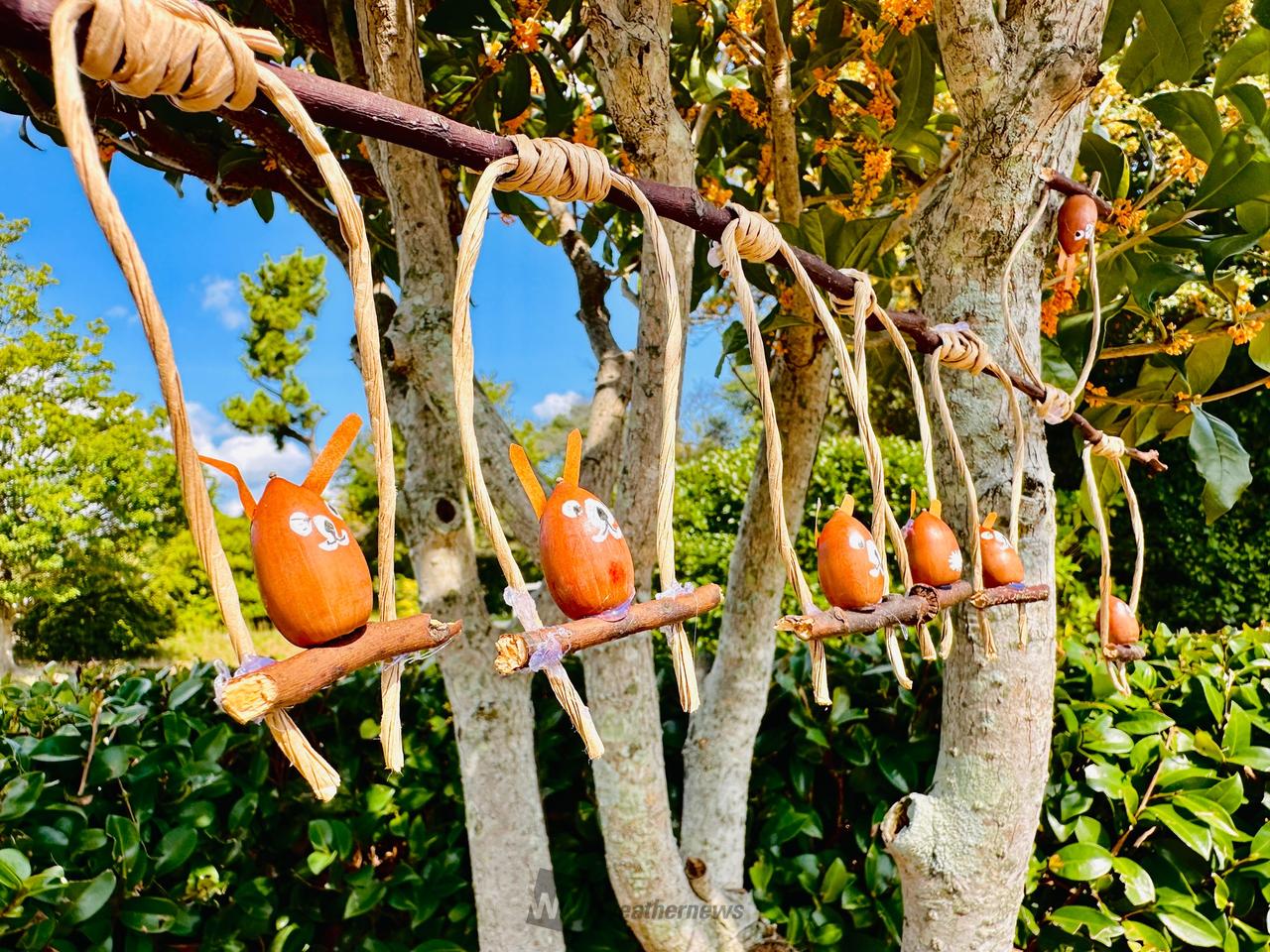 どんぐり発見！ 注目の空の写真 ウェザーニュース