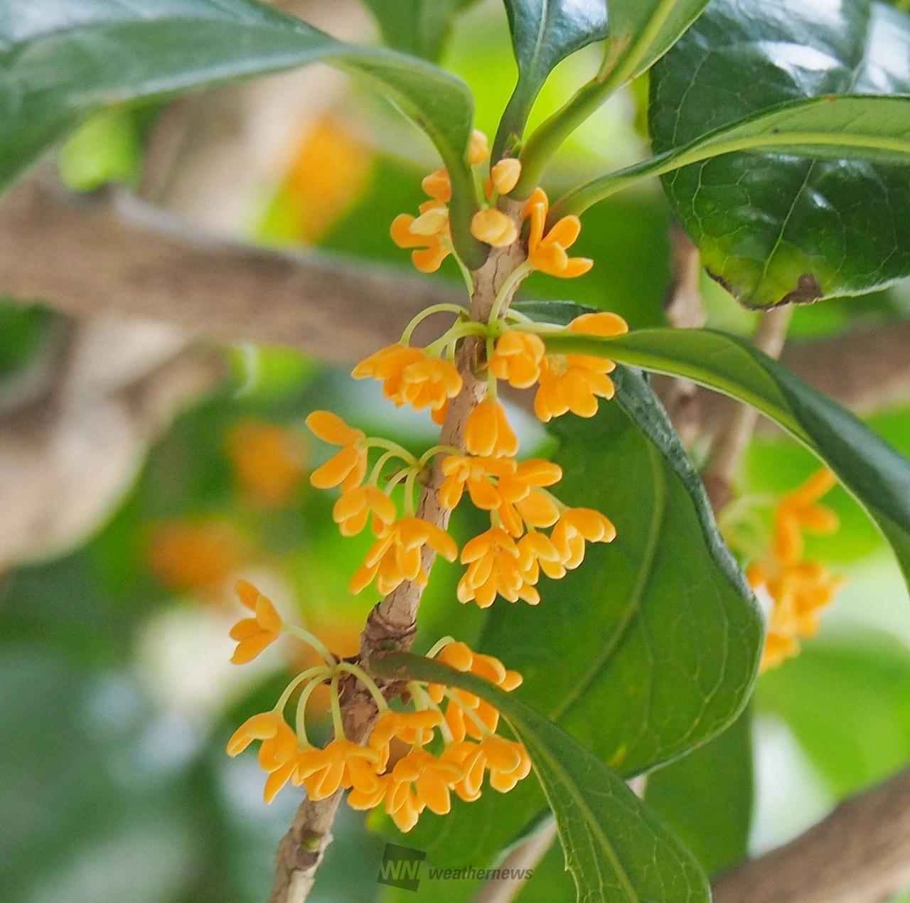 金木犀 61estGLV2FL._AC_UF1000,