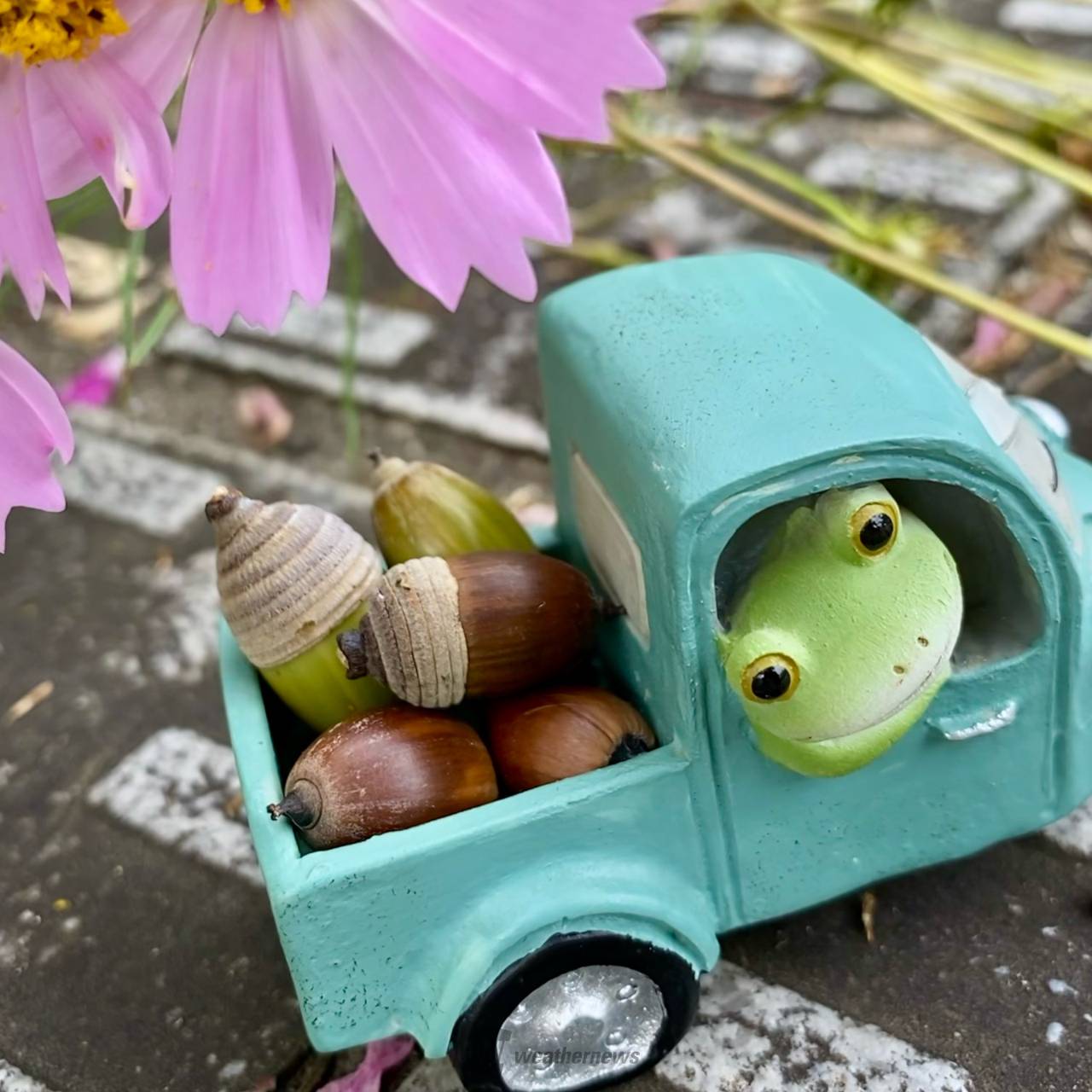 どんぐり発見！ 注目の空の写真 ウェザーニュース