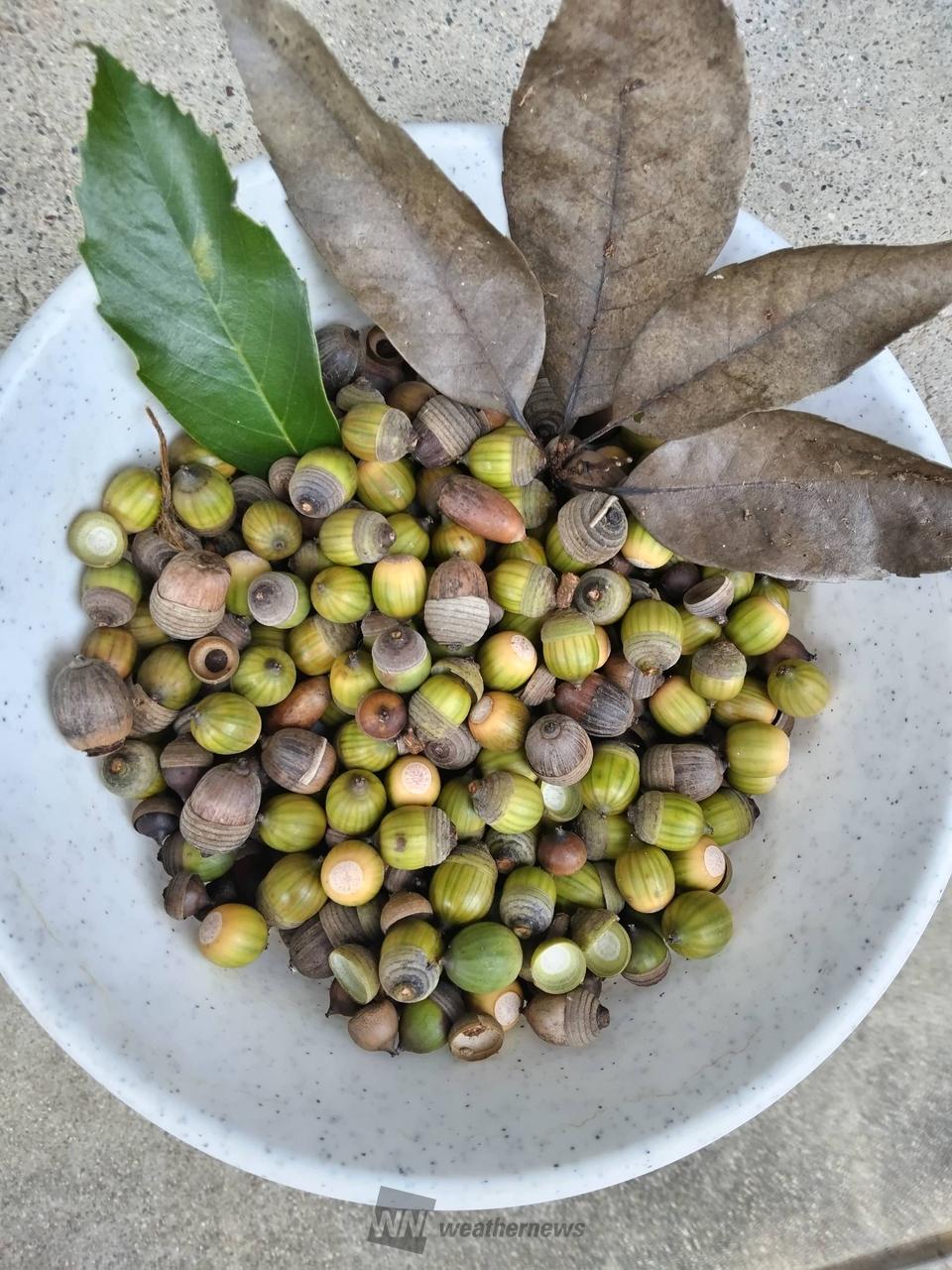 どんぐり発見！ 注目の空の写真 ウェザーニュース