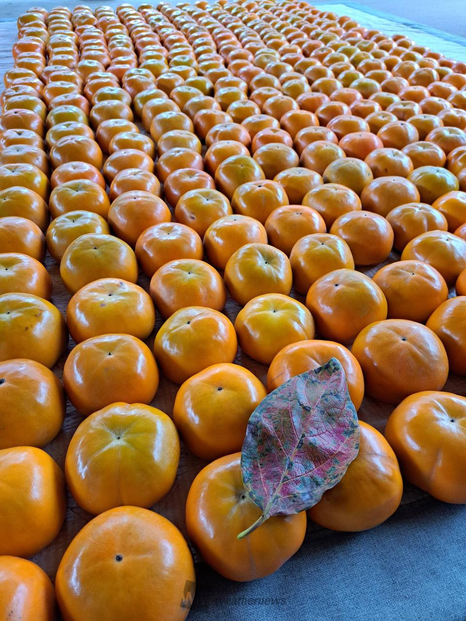 今日は柿の日 注目の空の写真 ウェザーニュース