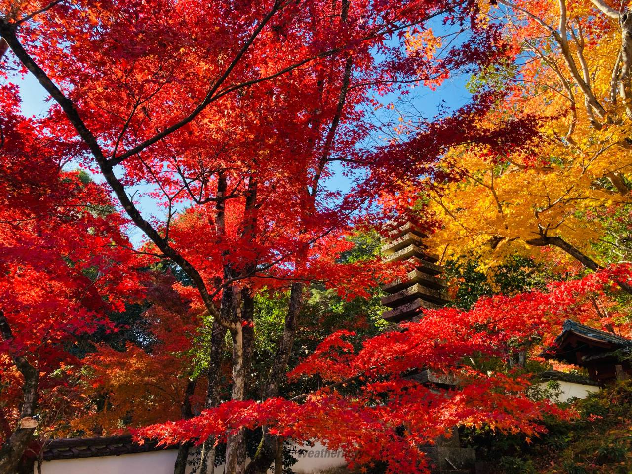 紫陽花で有名な西林...