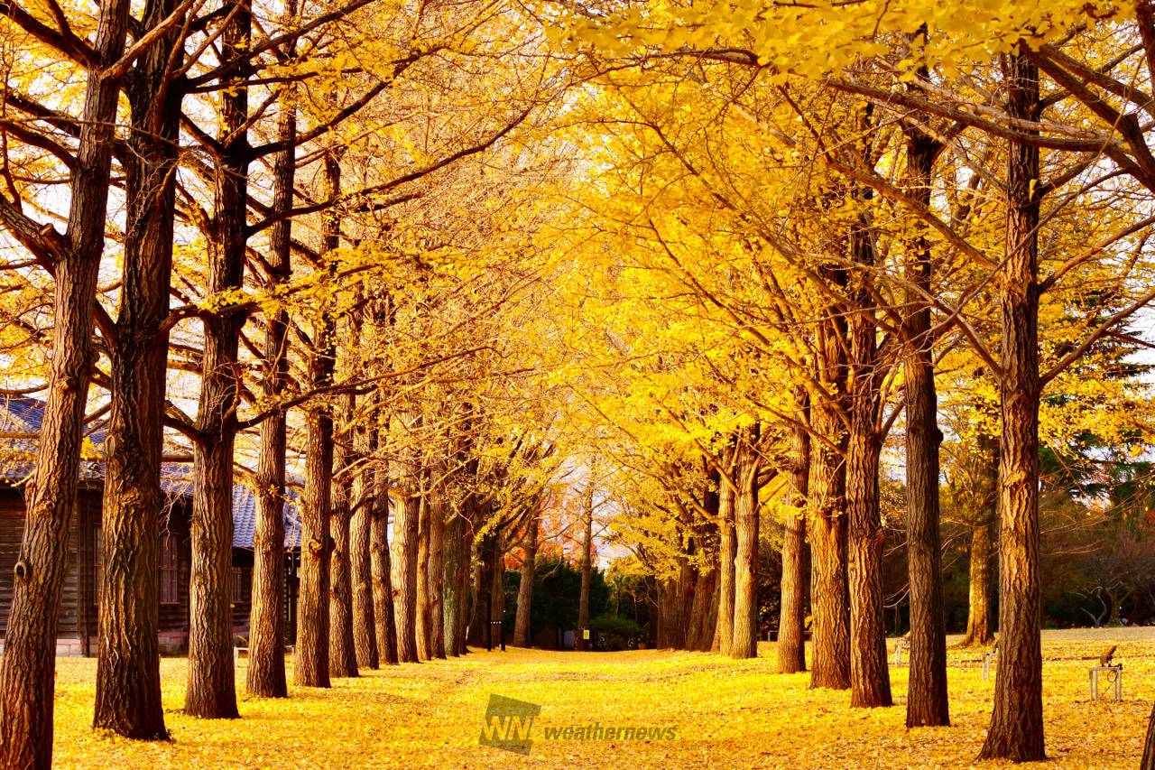 紅葉絶景写真館 注目の空の写真 ウェザーニュース