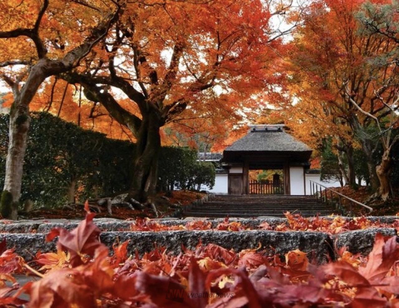 オレンジと黄色の熱海楓景　名有 花田苑のもみじ 今日のオレンジ（461）: サカガミタカオの