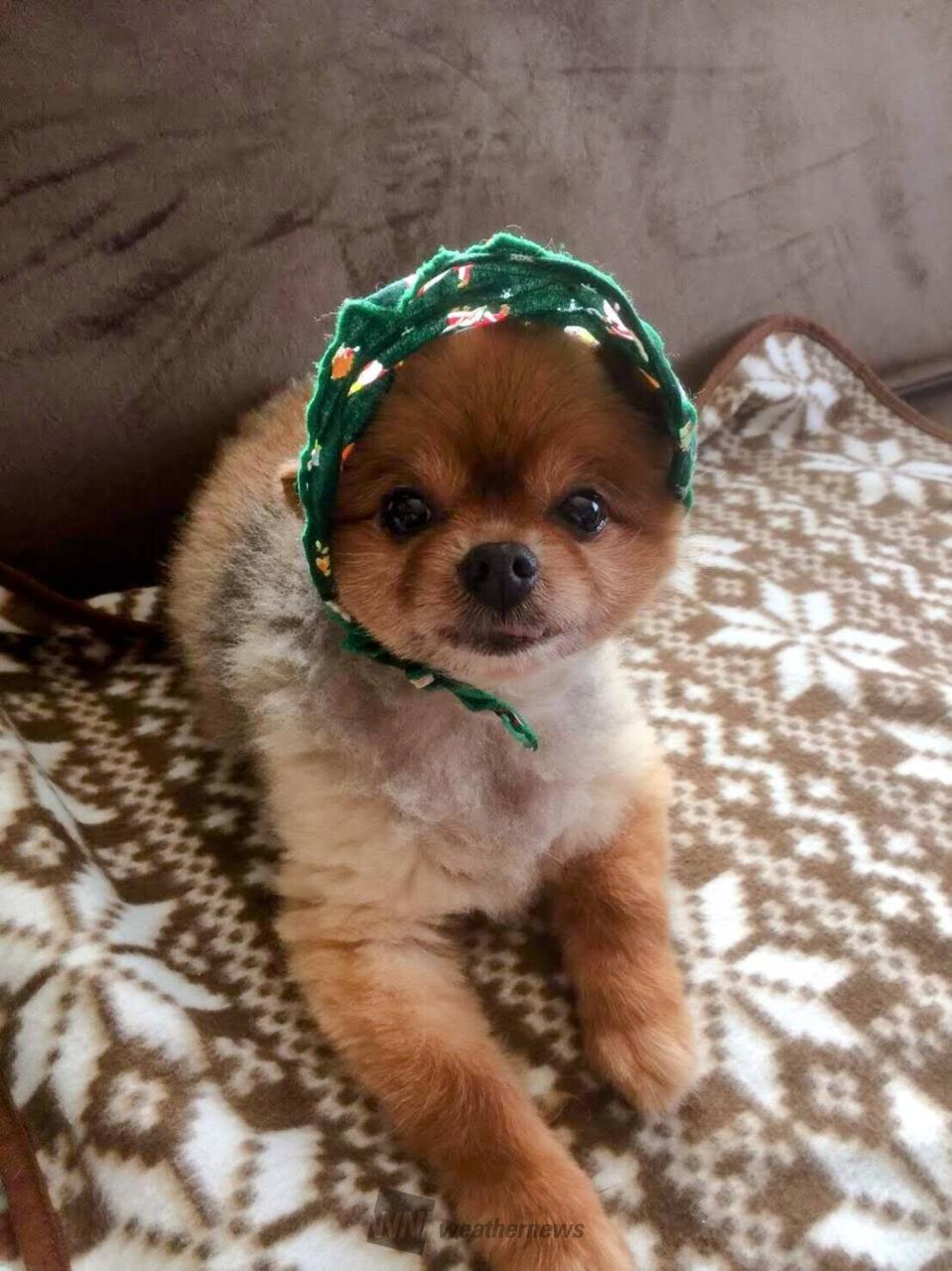犬たちで感じる季節感 注目の空の写真 ウェザーニュース