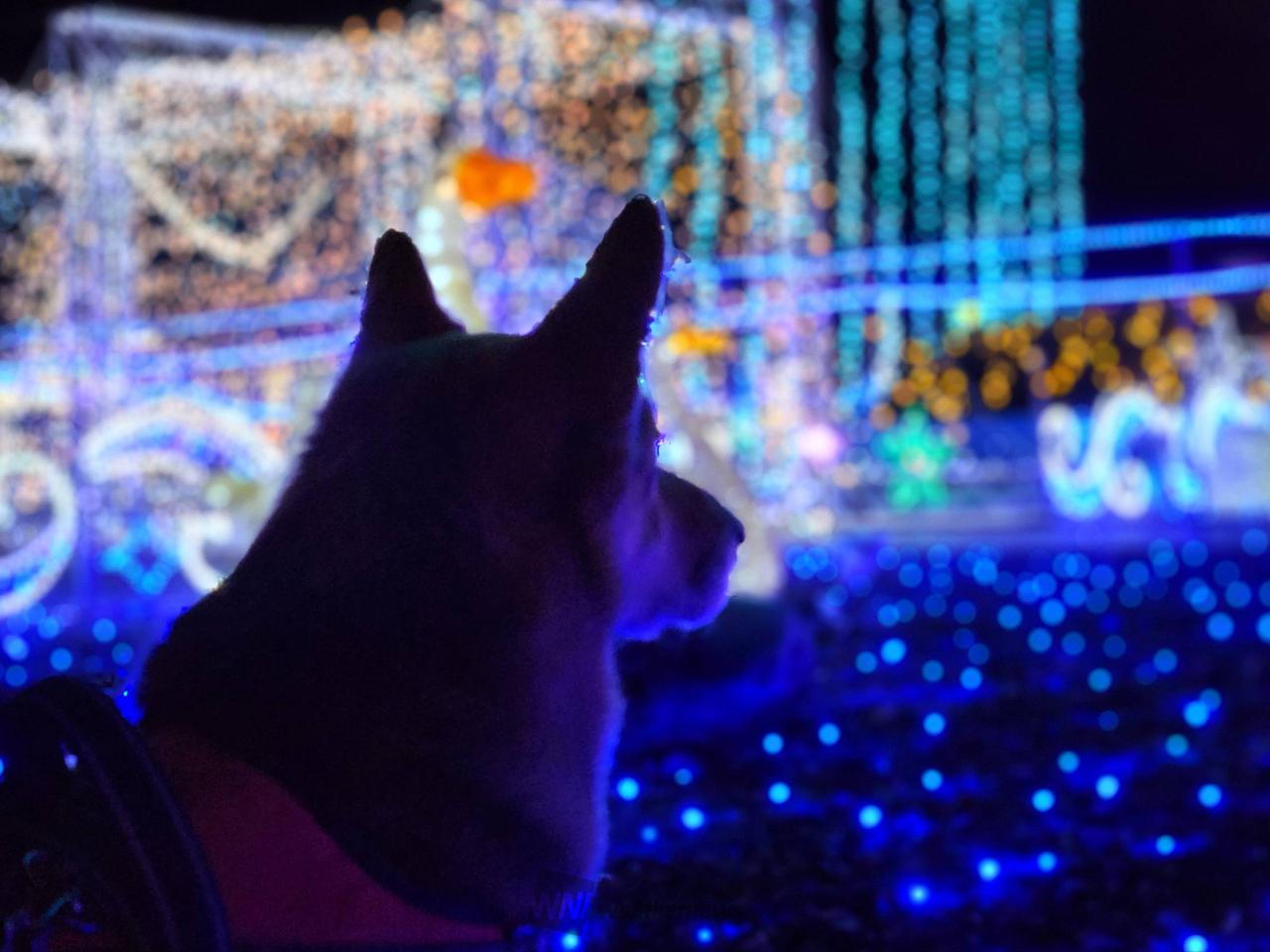犬たちで感じる季節感 注目の空の写真 ウェザーニュース