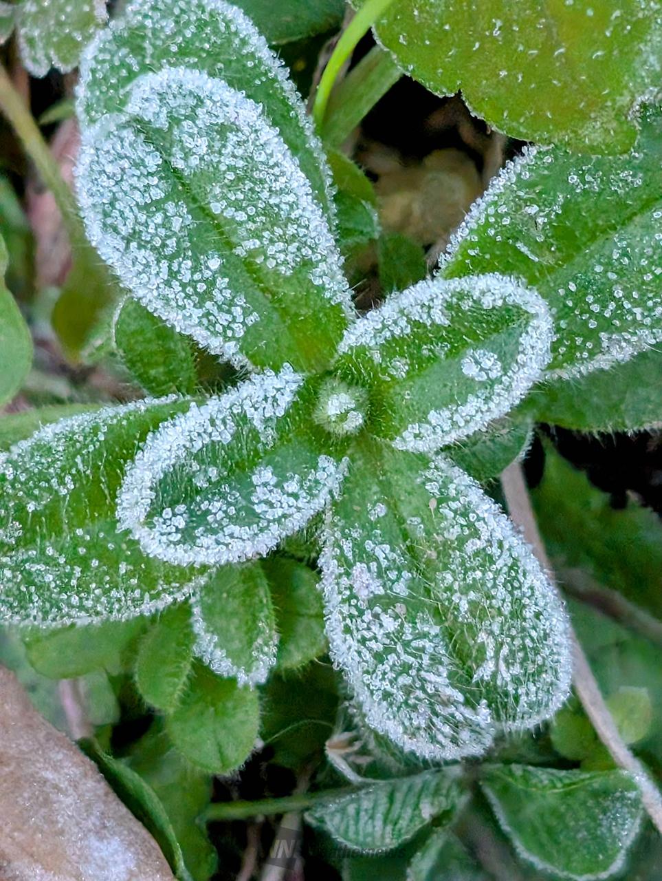 全国各地から霜の便り 注目の空の写真 ウェザーニュース