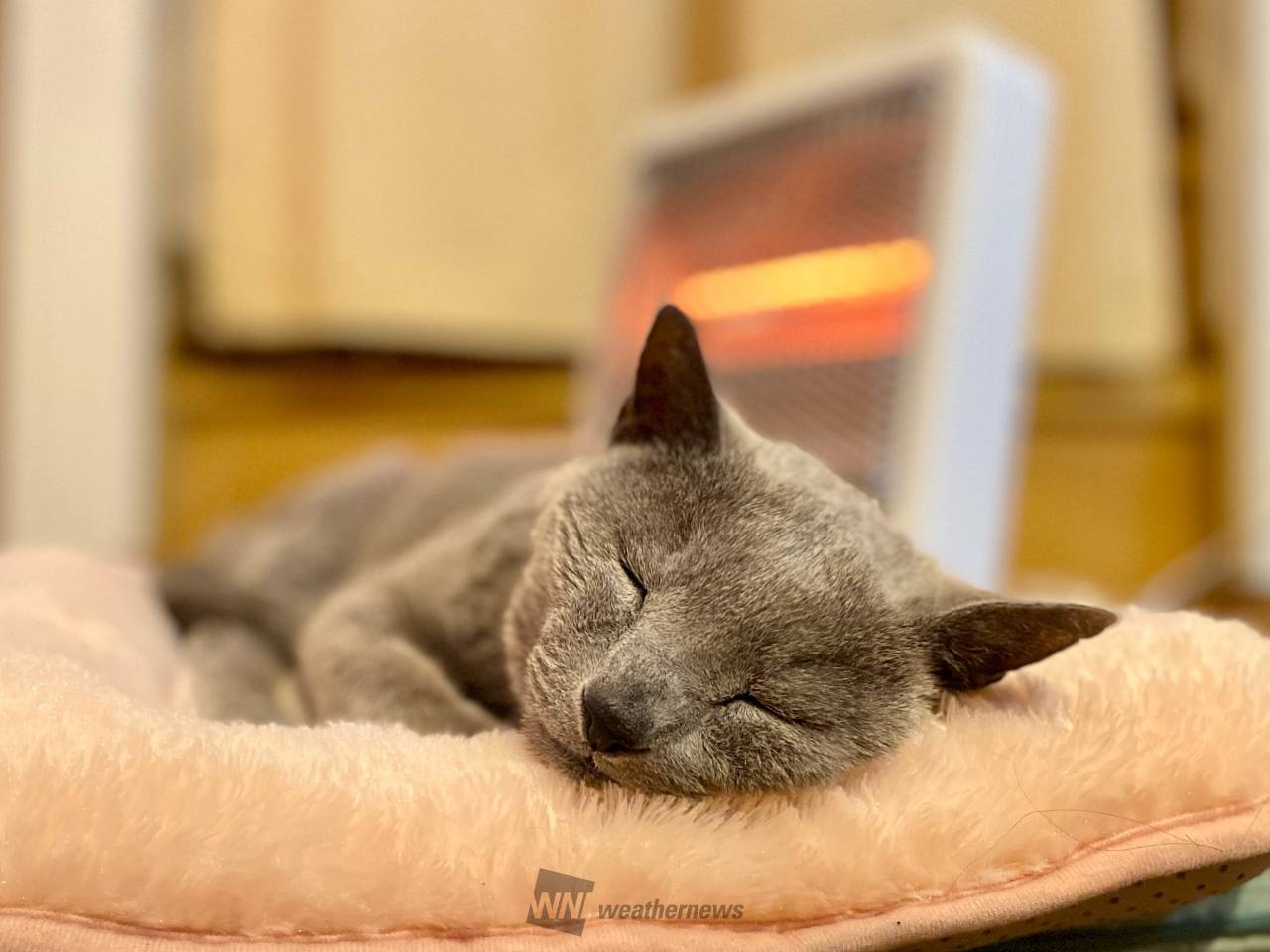 猫も丸くなる寒さ 注目の空の写真 ウェザーニュース