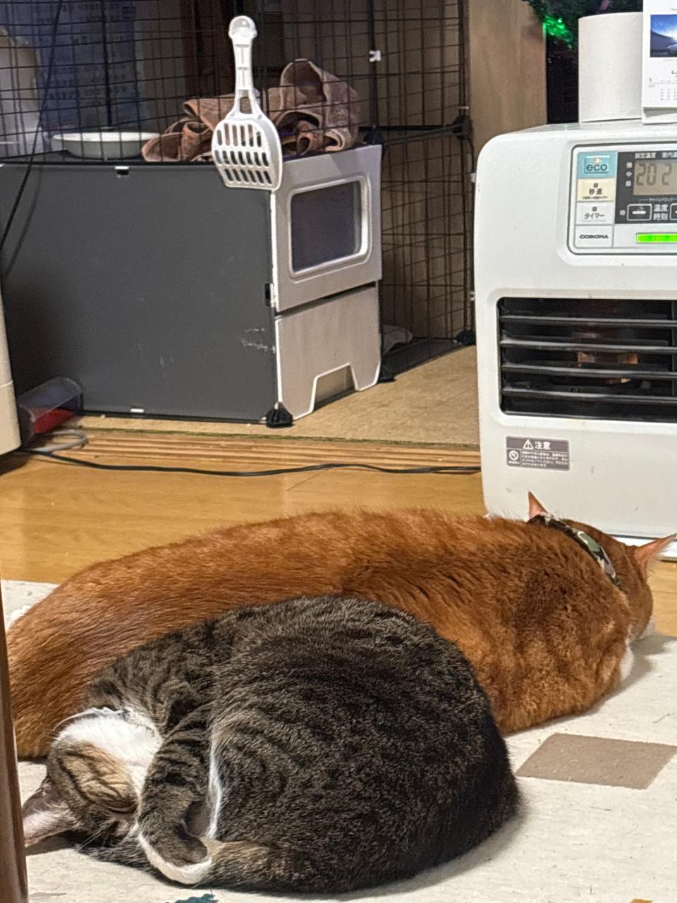 猫も丸くなる寒さ 注目の空の写真 ウェザーニュース