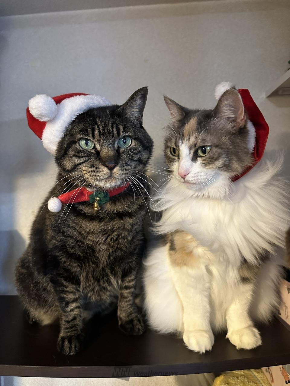 猫も丸くなる寒さ 注目の空の写真 ウェザーニュース