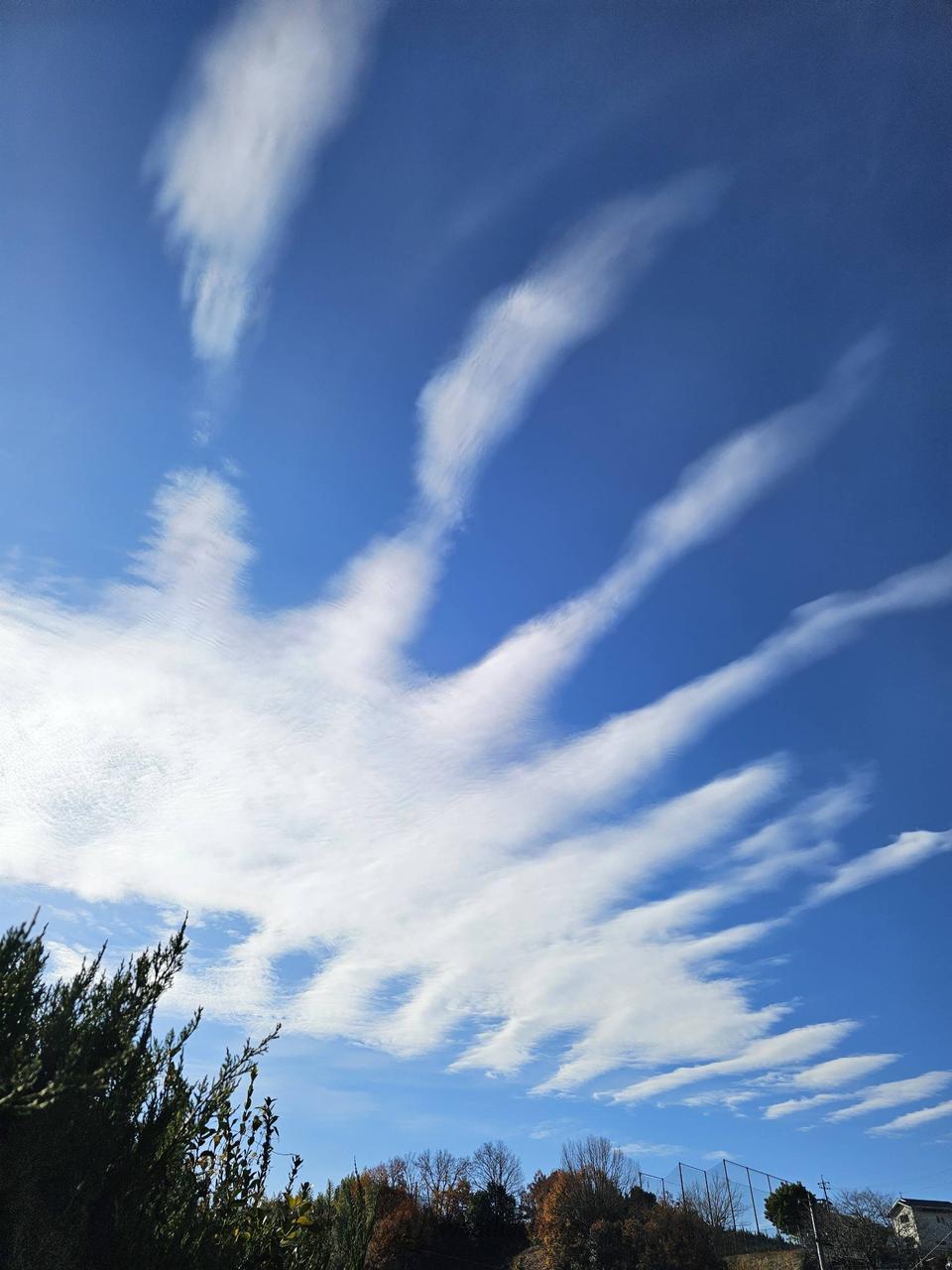 骨のような面白い雲 注目の空の写真 ウェザーニュース
