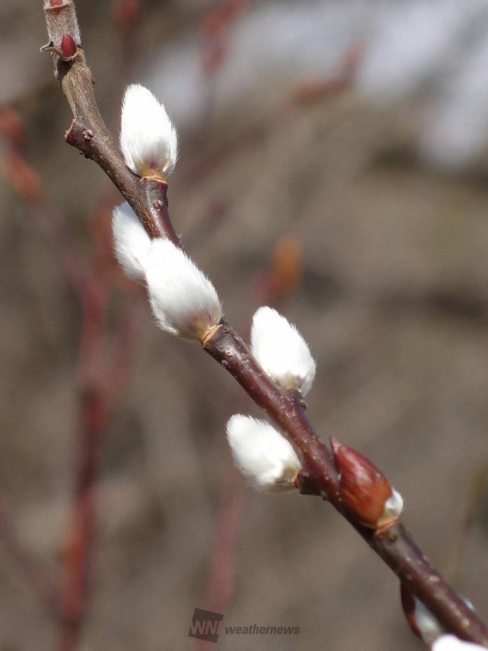 猫柳。まだチビ猫...
