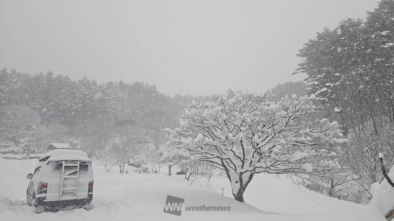 たまに小振りになる...