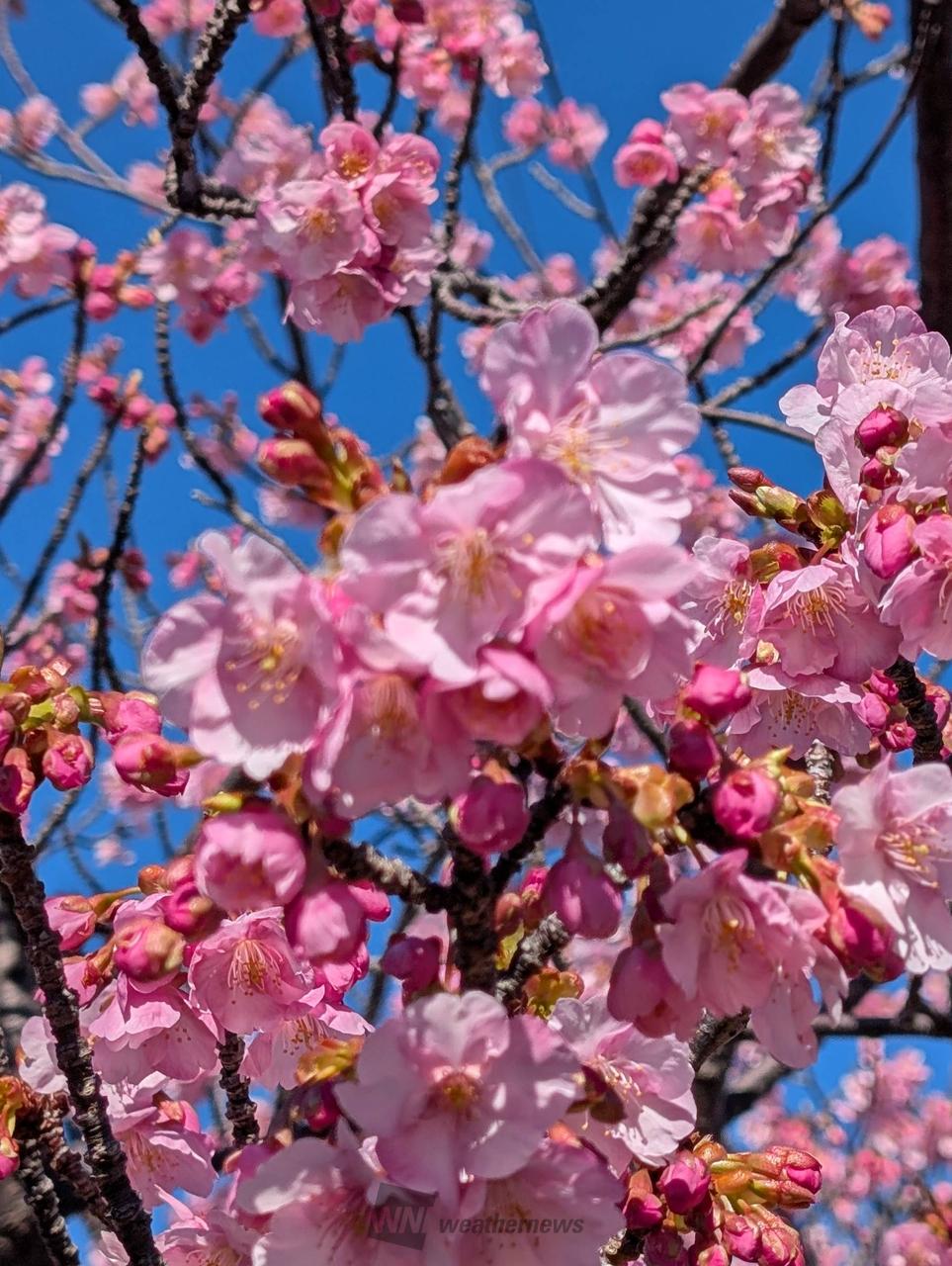 伊豆 河津桜の様子は？ 注目の空の写真 ウェザーニュース