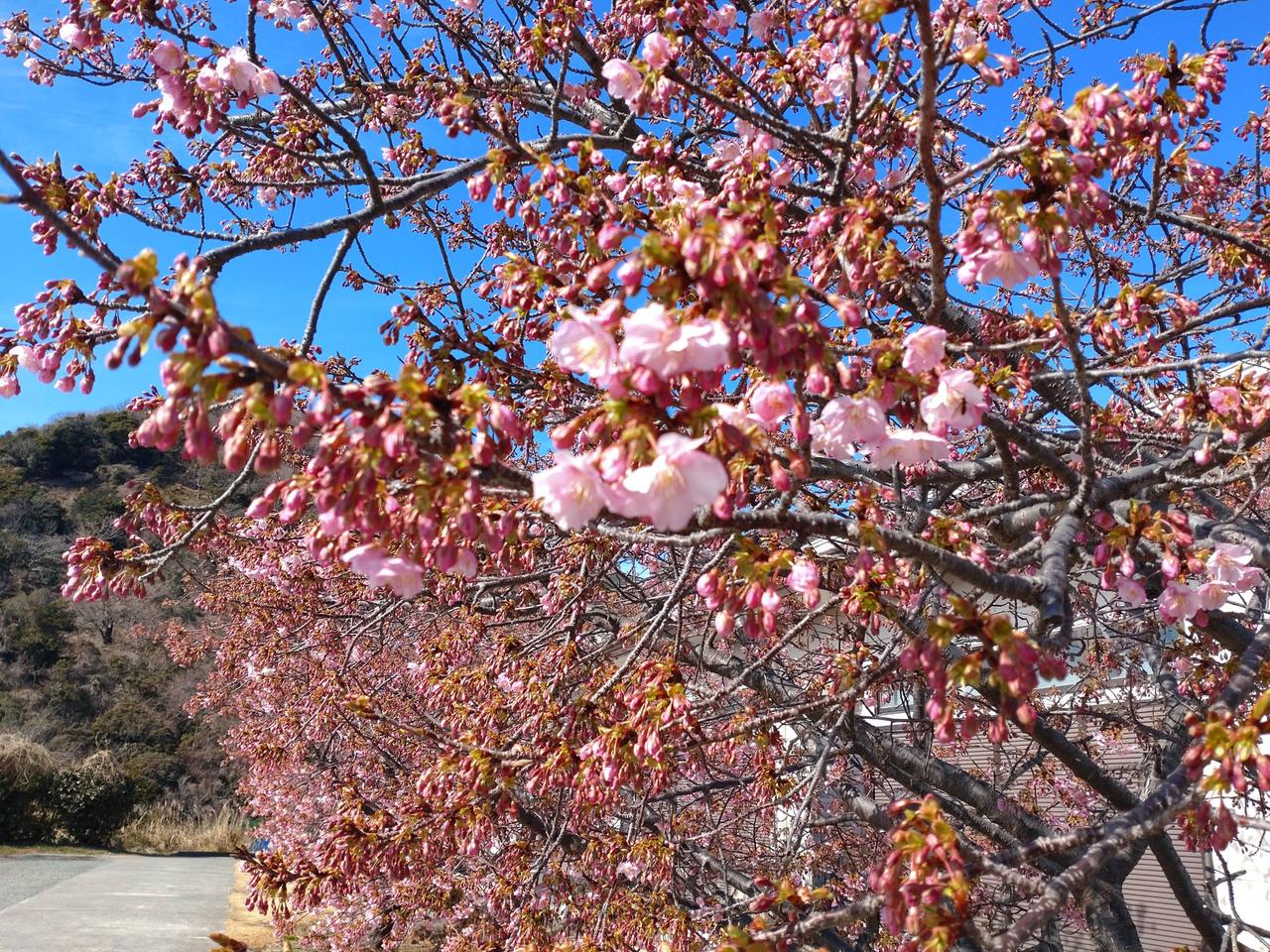 伊豆 河津桜の様子は？ 注目の空の写真 ウェザーニュース