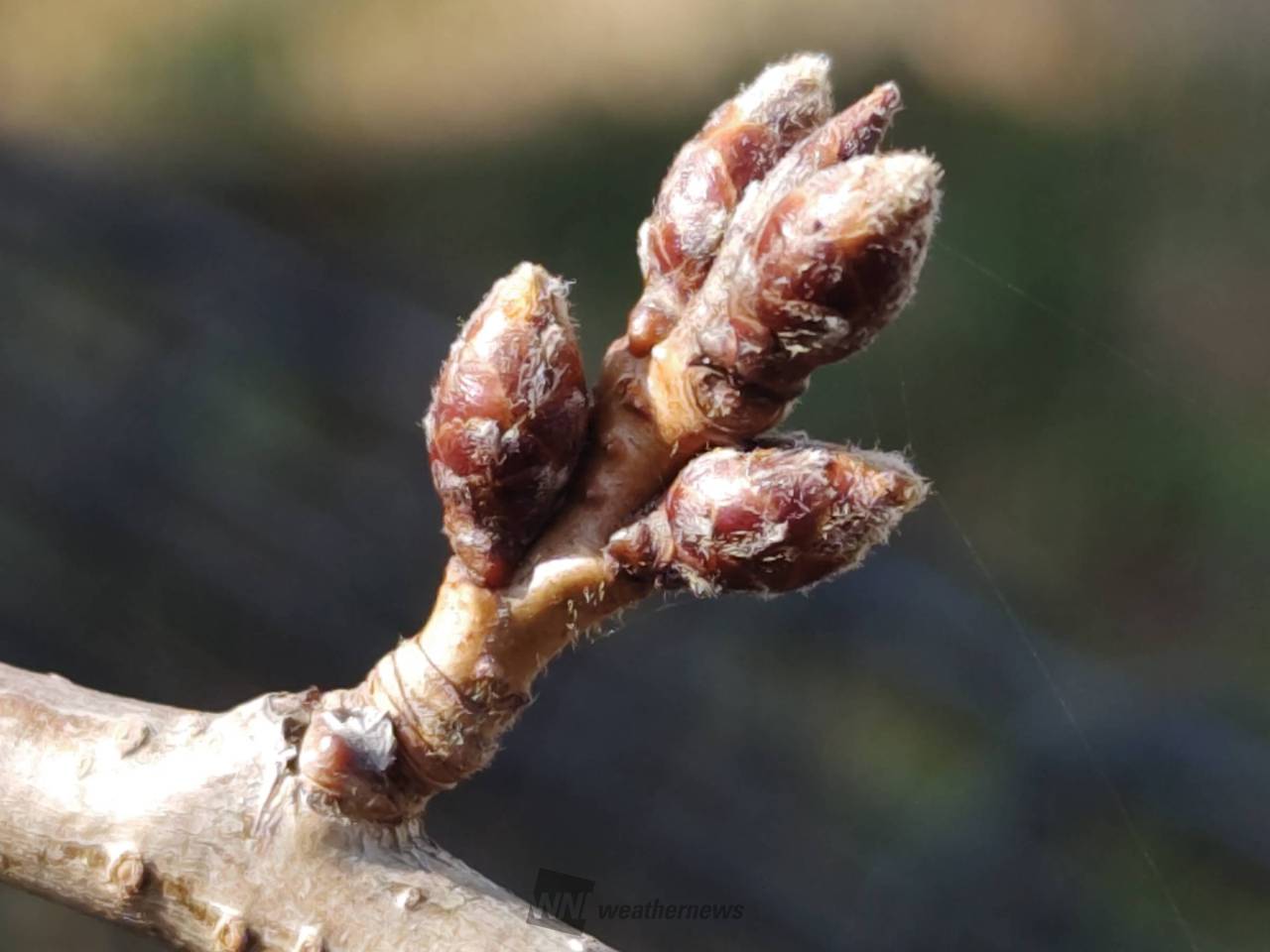 03/01 まだ小さく硬い