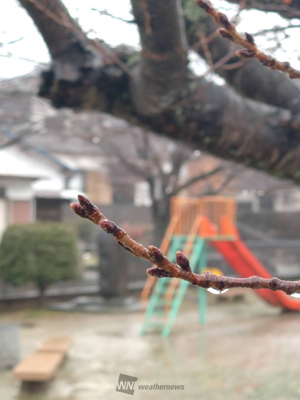 03/02 まだ小さく硬い