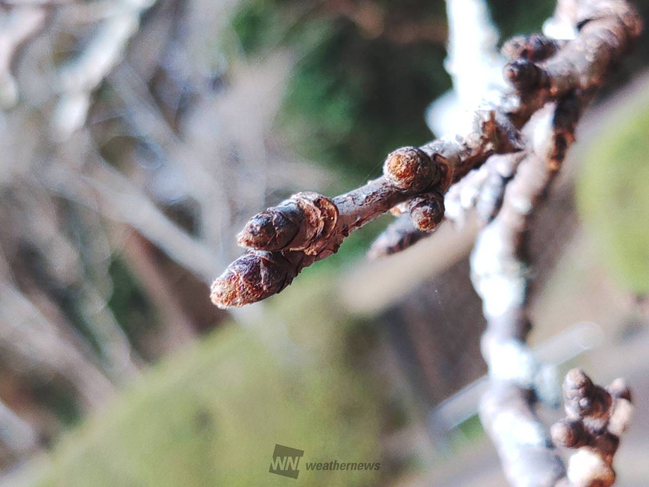 03/02 先が黄色に