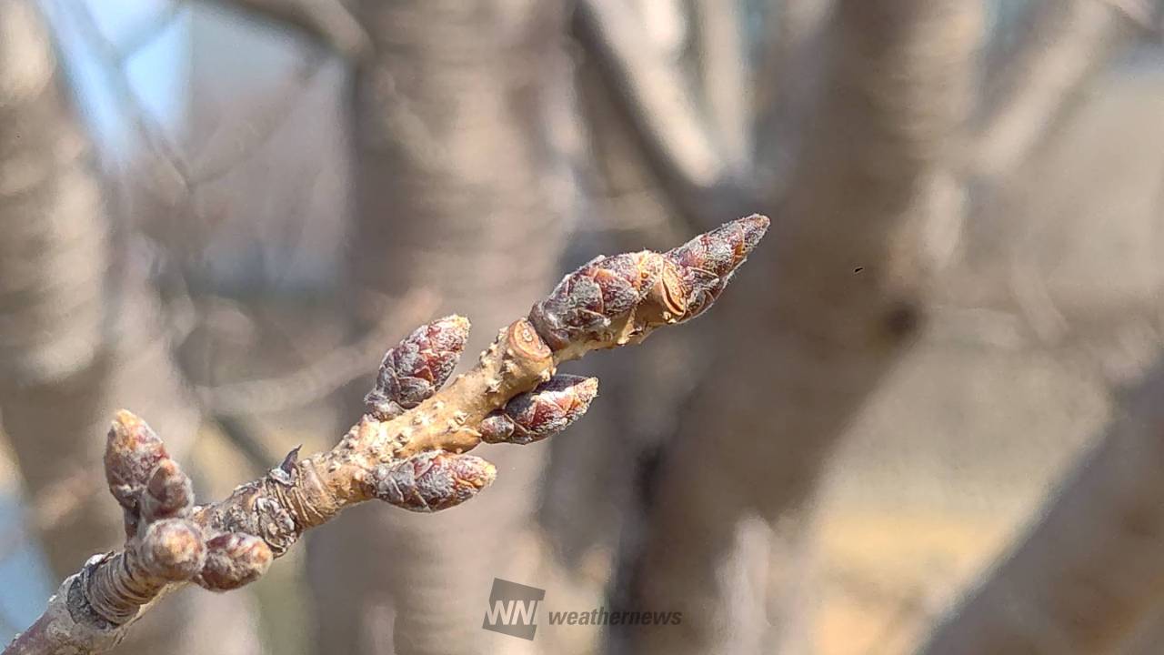 03/02 まだ小さく硬い