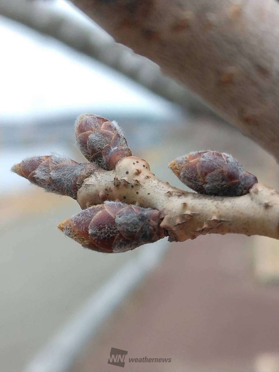 03/16 まだ小さく硬い