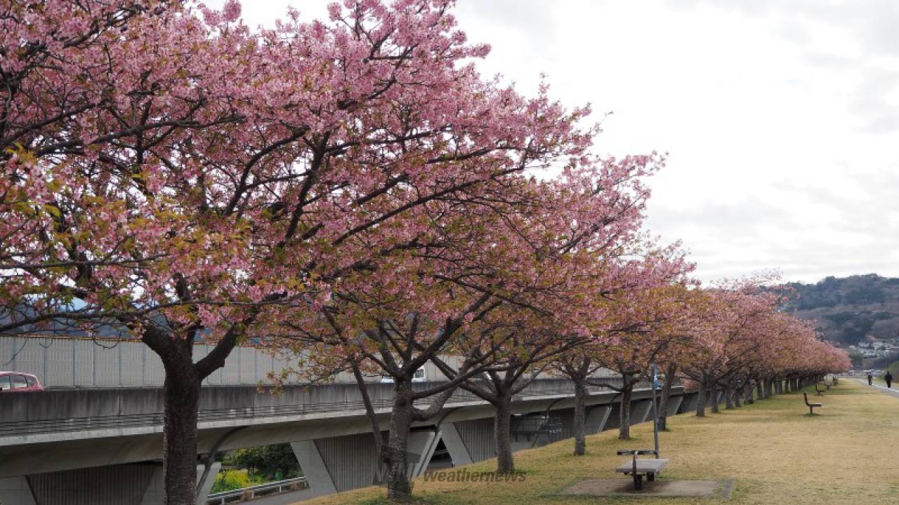 もう散ってしまって...