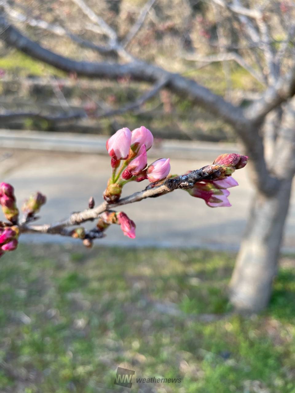 03/22 花の軸が伸びきった