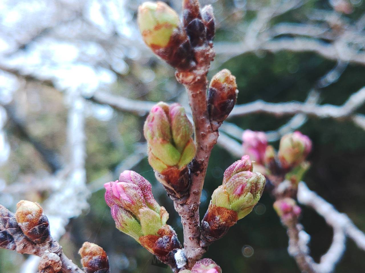 03/22 花びらが見えた