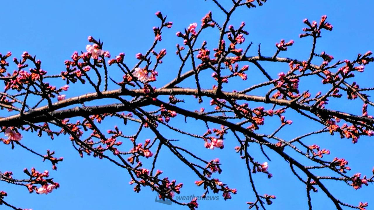 桜のつぼみの様子は？ 注目の空の写真 ウェザーニュース
