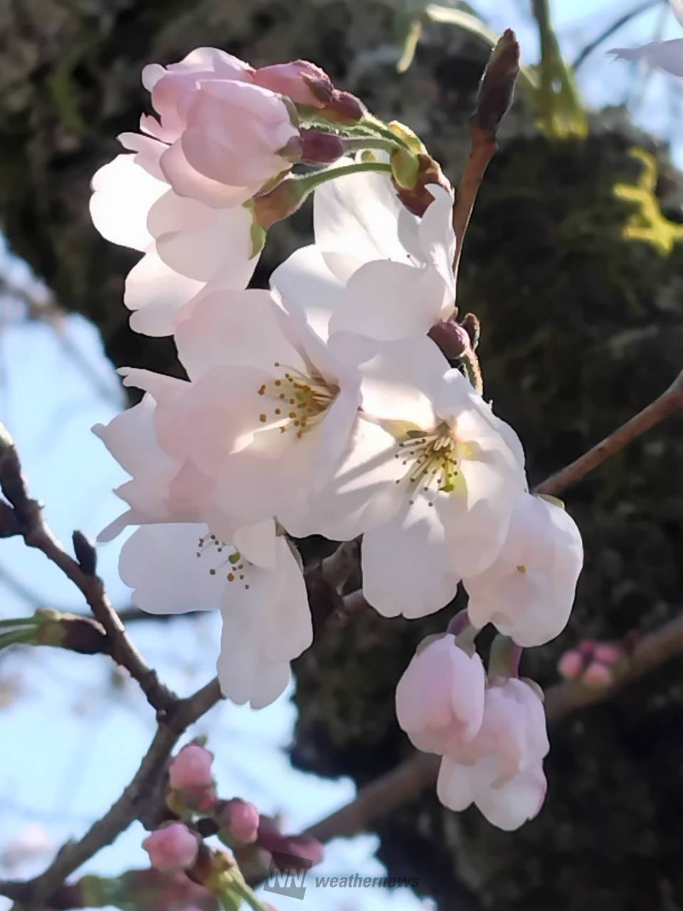 桜のつぼみの様子は？ 注目の空の写真 ウェザーニュース