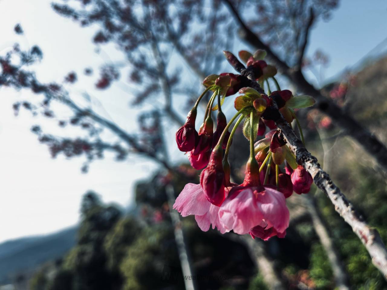 桜のつぼみの様子は？ 注目の空の写真 ウェザーニュース