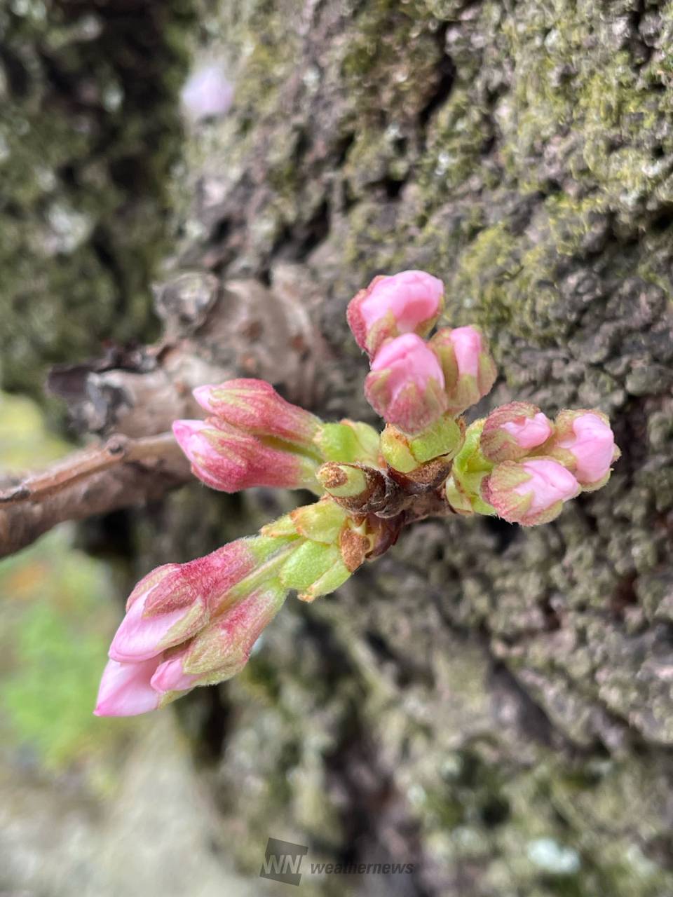 桜のつぼみの様子は？ 注目の空の写真 ウェザーニュース