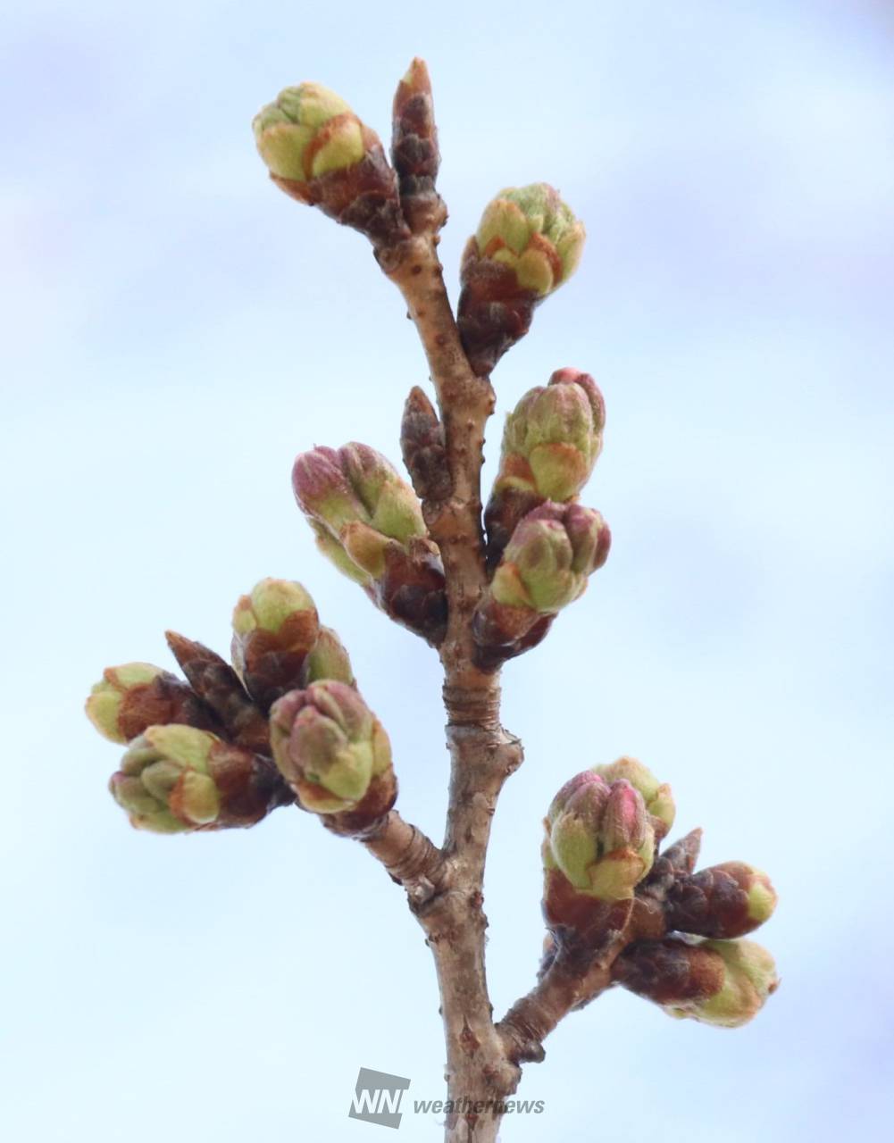 桜のつぼみの様子は？ 注目の空の写真 ウェザーニュース